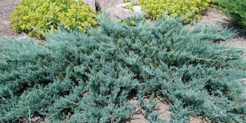 Juniper plava puzava, okomita
